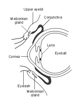 Diagram of the eye & lid